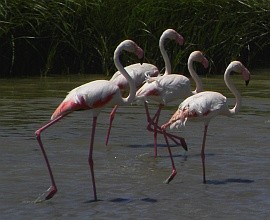 Greater Flamingo - Phoenicopterus roseus © Teresa Farino